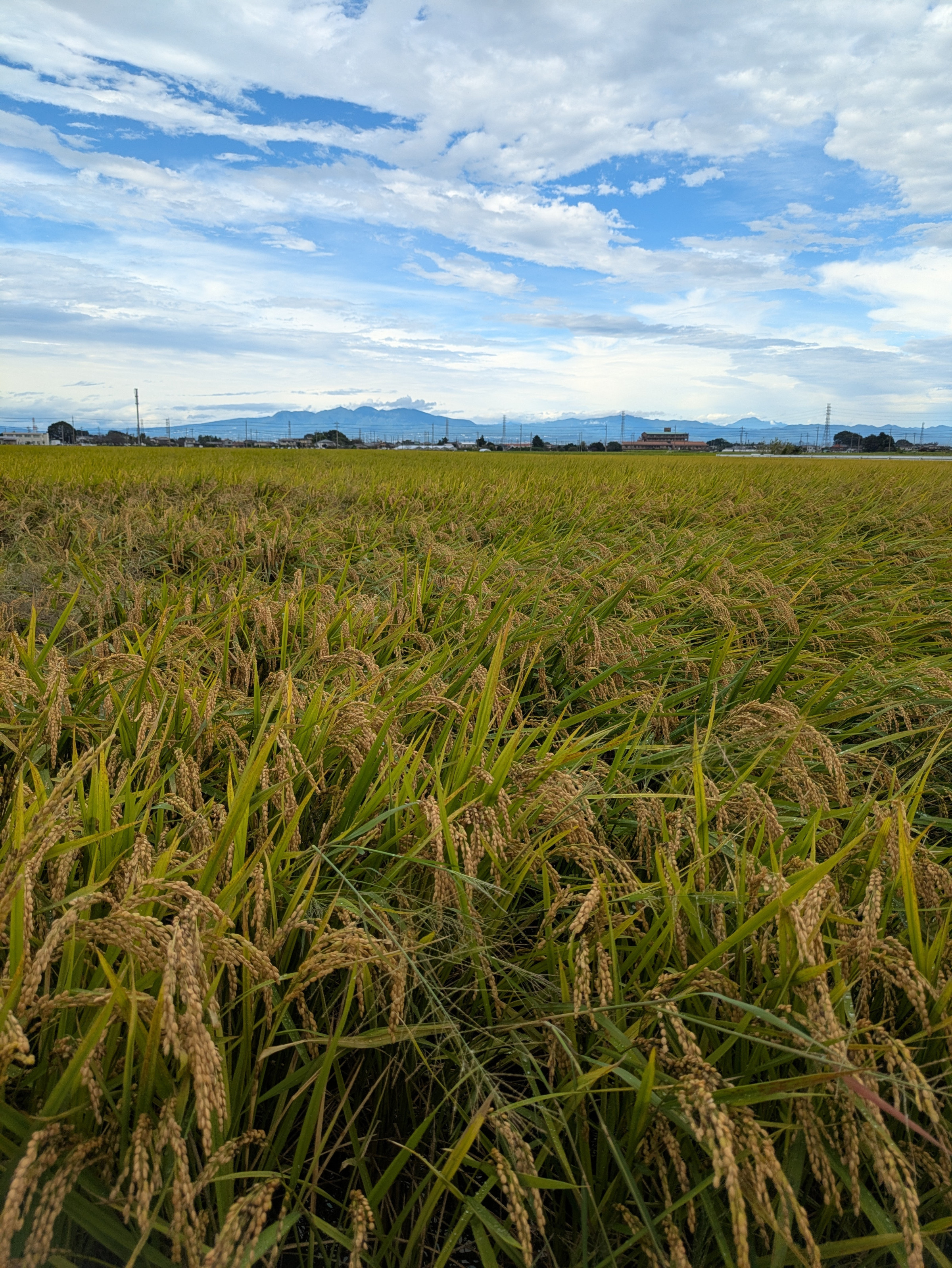 絹ひかり 100年の歴史