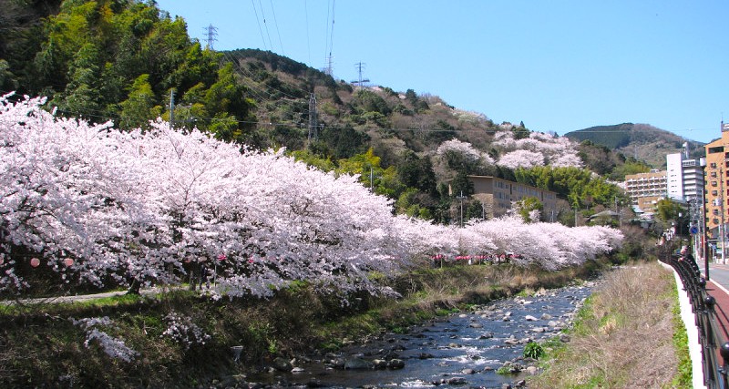4月上旬まで桜のライトアップ実施中♪