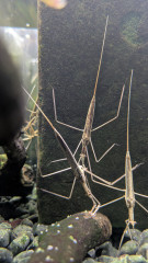 ミズカマキリ