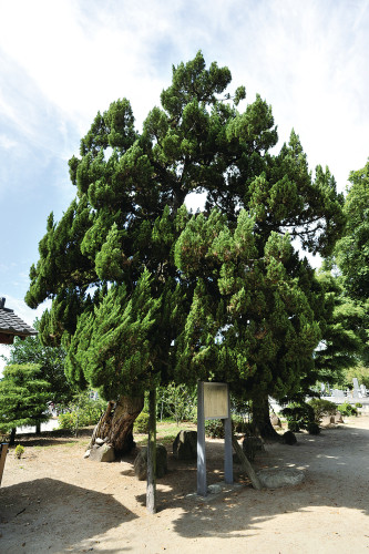 【市指定天然記念物】知足院のビャクシン