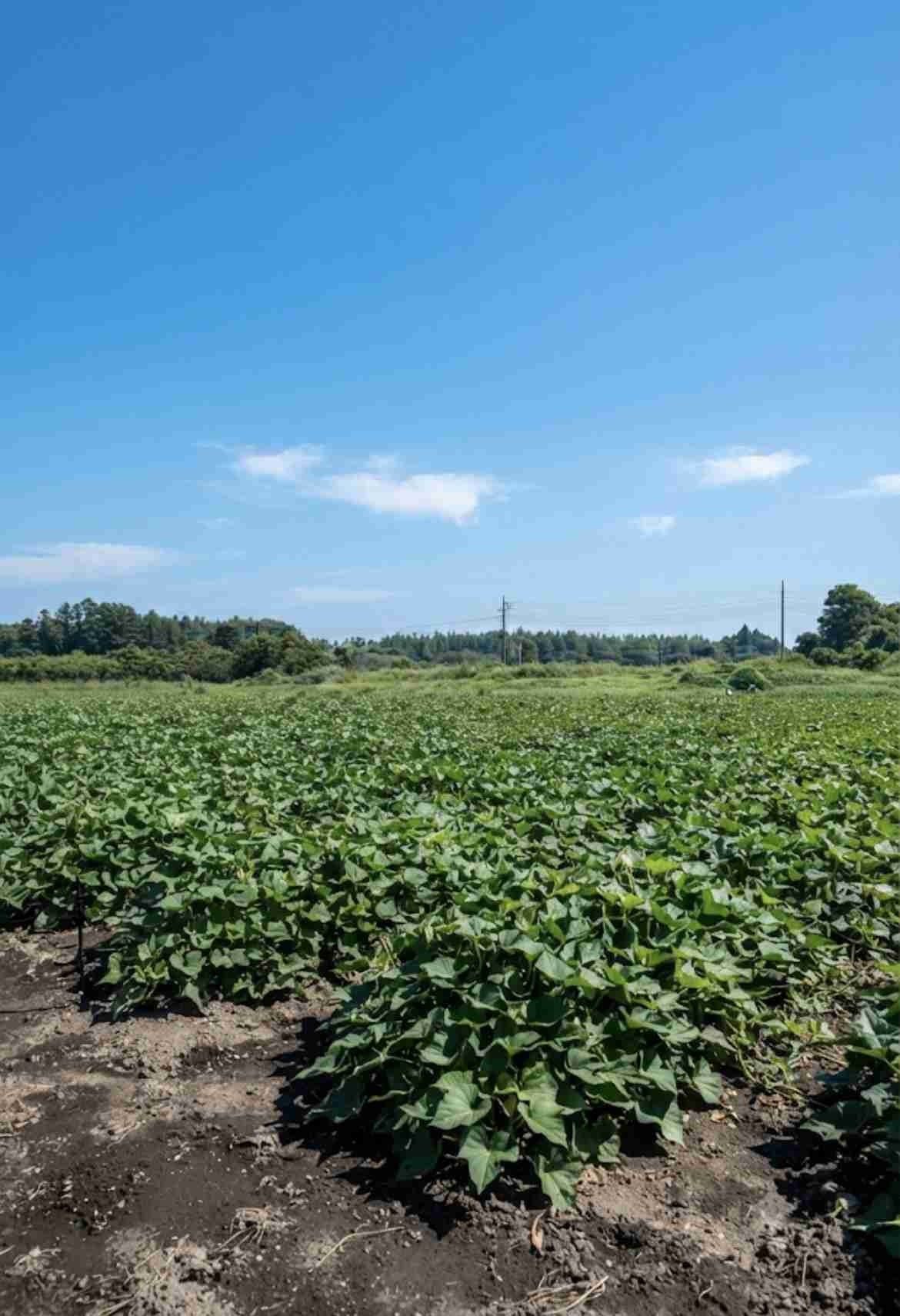 Sweet potato fields growing healthily in the rich soil of Ibaraki.