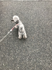 近所を散歩