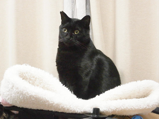 【訃報】猫スタッフのクロリンが虹の橋を渡りました。