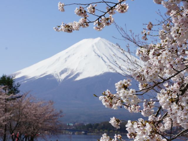 出来ました!!「4月3日～11日限定 富士・河口湖さくら祭りプラン」