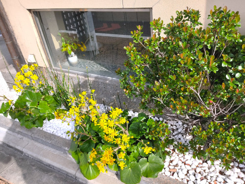 ツワブキの花