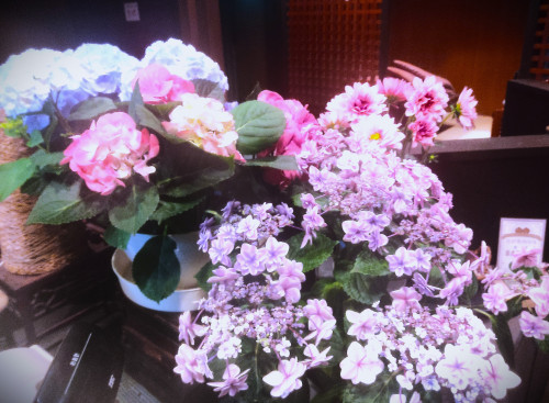 紫陽花（アジサイ）