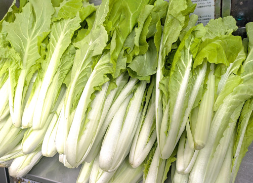 白才菜（ハクサイナ）