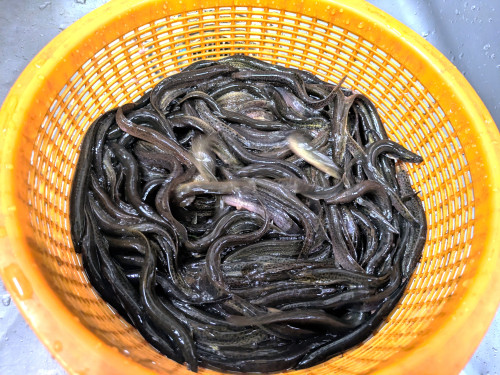 どじょう汁