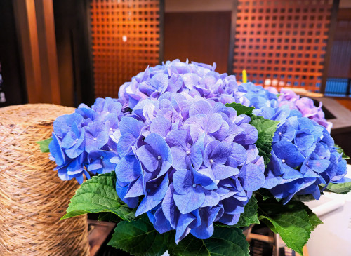 季節を先取り　紫陽花