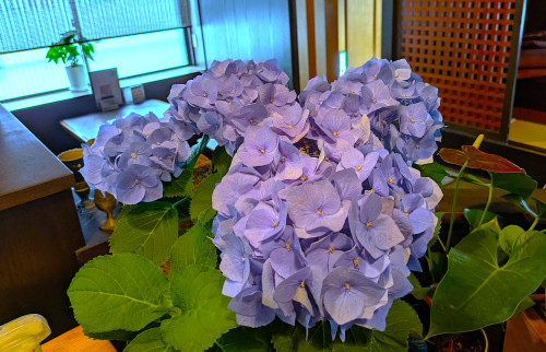 紫陽花