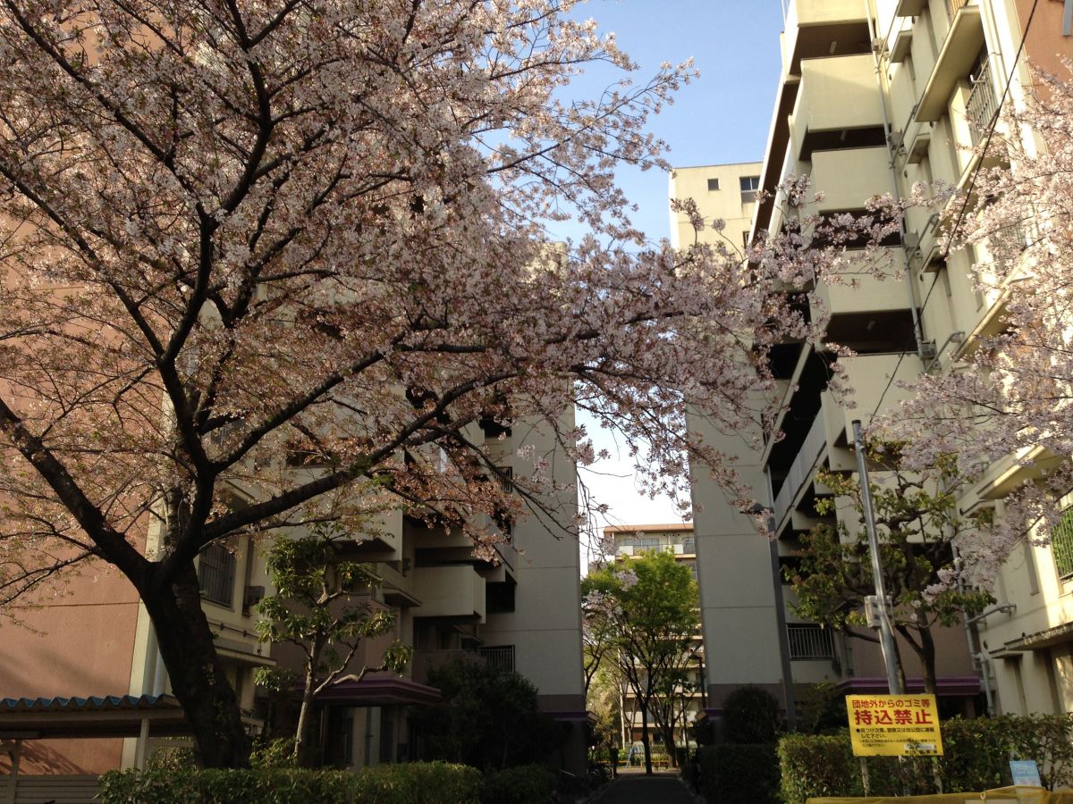 ４月の初めには満開の桜でいっぱいの団地、まさしくこの団地の名前は桜団地といいます！