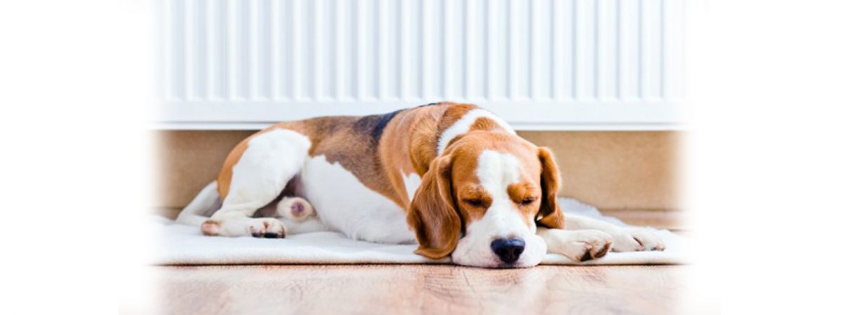 愛犬も住みやすい環境づくり。消臭・抗アレルゲン・高耐久性壁紙など
