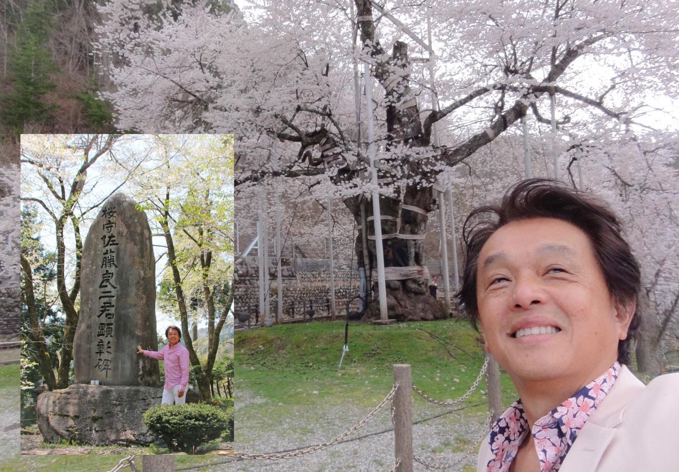 荘川桜の下で､皆さんとお会いしましょう❗️