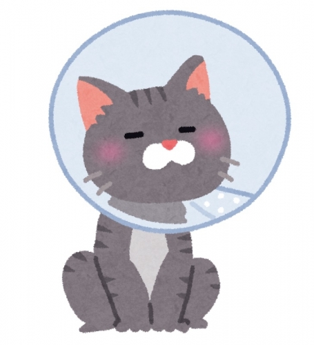 カラーを付けた猫.jpg