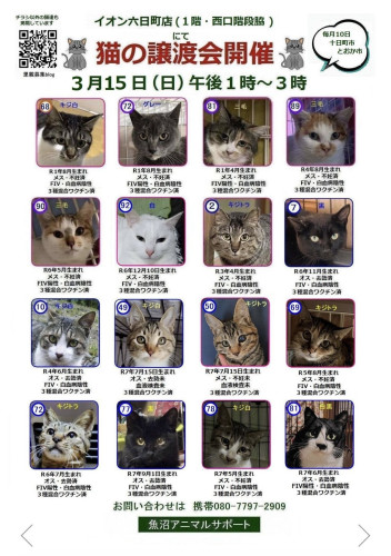 ネコちゃんの譲渡会情報です!