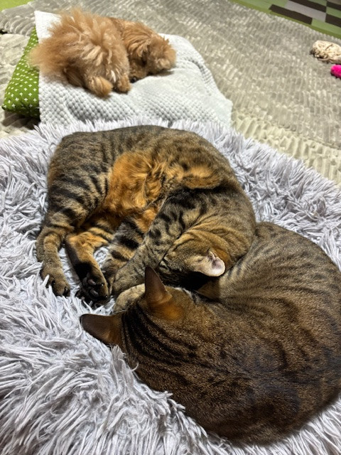 ゴールデンウィーク休業