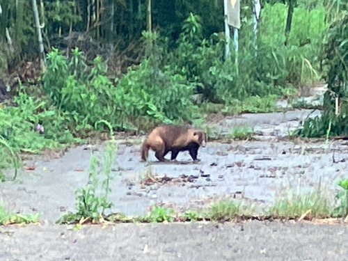 珍客
