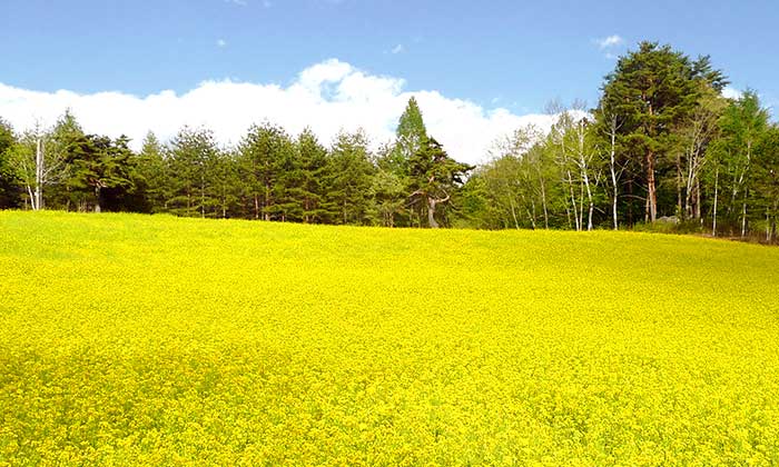 NHK連続小説で有名になった菜の花畑