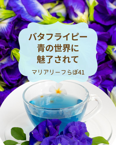 【第41回マリアリーフらぼ】バタフライピーの青に癒されて|色・香り・効能を五感で学ぶ時間
