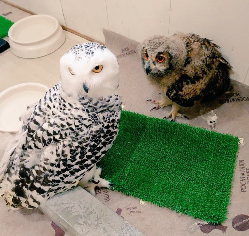 ベンガルワシミミズクの雛が来ます(3月8日(日))