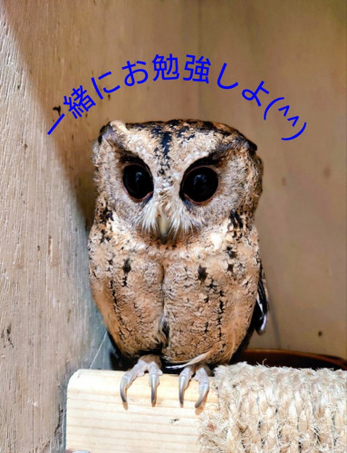 【終了】講習会(7/11,7/12)
