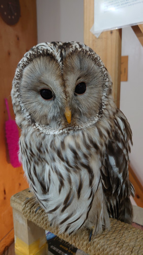 新しくフクロウさんが来ています(^^)