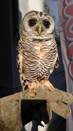フクロウさんの販売メニュー