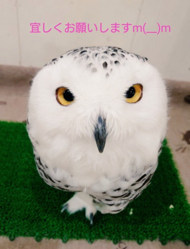 新型コロナ(COVID-19)「営業時間短縮の要請含む」及び鳥インフルエンザ対応につきまして
