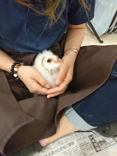 2021年フクロウ雛の販売につきまして