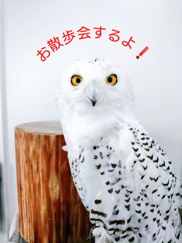 一時締切:お散歩会開催!(10月31日(日))