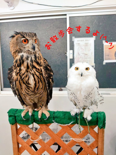【満席】お散歩会 11月20日(土) 開催!
