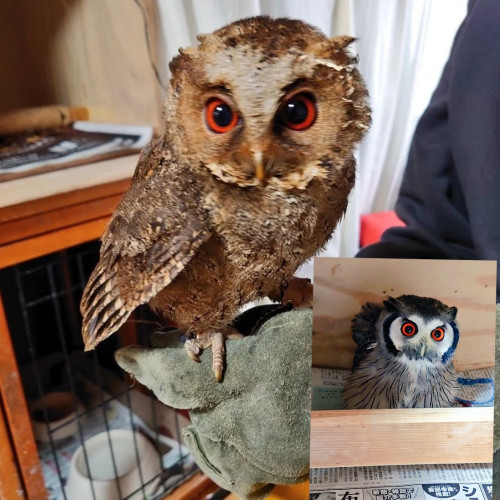 新しいフクロウさんが来ました(^^)