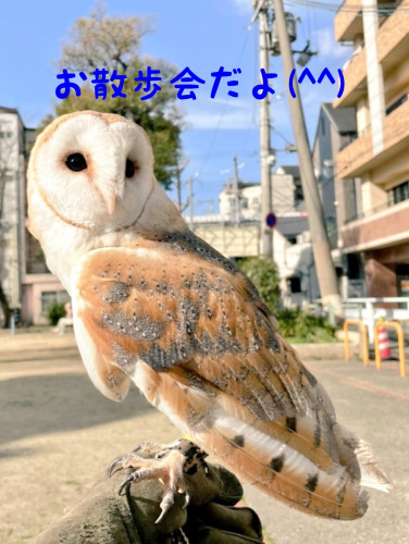 【満席】お散歩懇談会(4月10日(日))