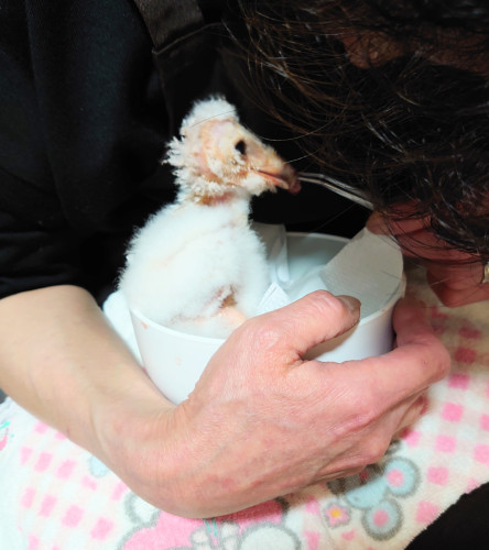メンフクロウの雛が来ました(^^)