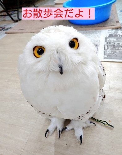 【満席】5月29日(日) お散歩懇談会