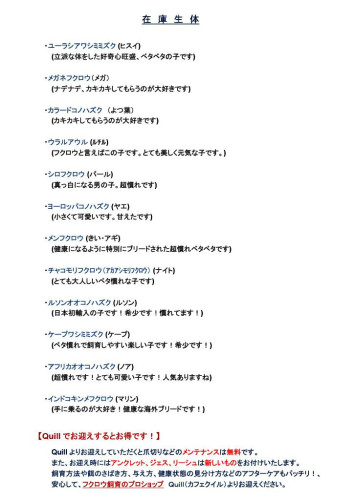 フクロウ販売情報(^^)
