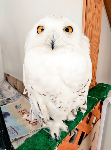 フクロウさん同伴のご来店につきまして