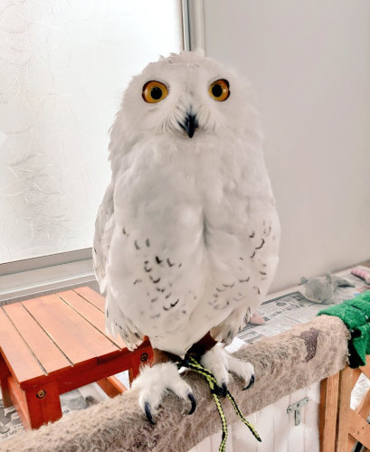 カフェクイルのフクロウさん(2022/7/12)