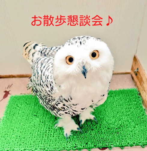 【終了】5月27日(土) お散歩懇談会(講習会)