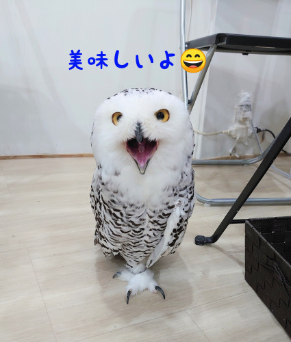 国産冷凍(マウス、ウズラ、ヒヨコ)