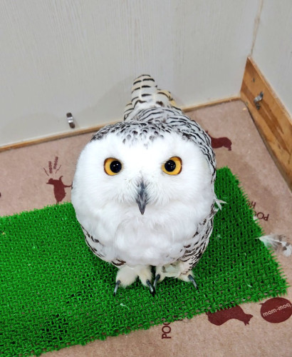 鳥インフルエンザ、COVID‑19(新型コロナ)対策につきまして