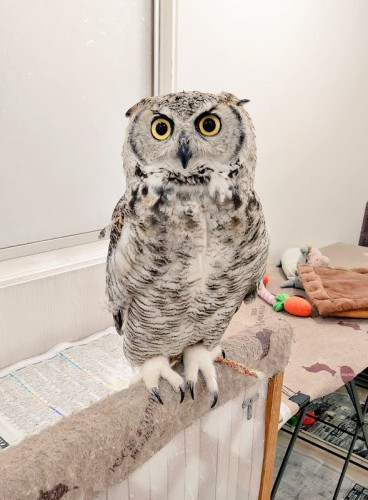 ホワイトのアメリカワシミミズクが仲間入りしました❗