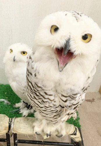 お迎えできるフクロウさん