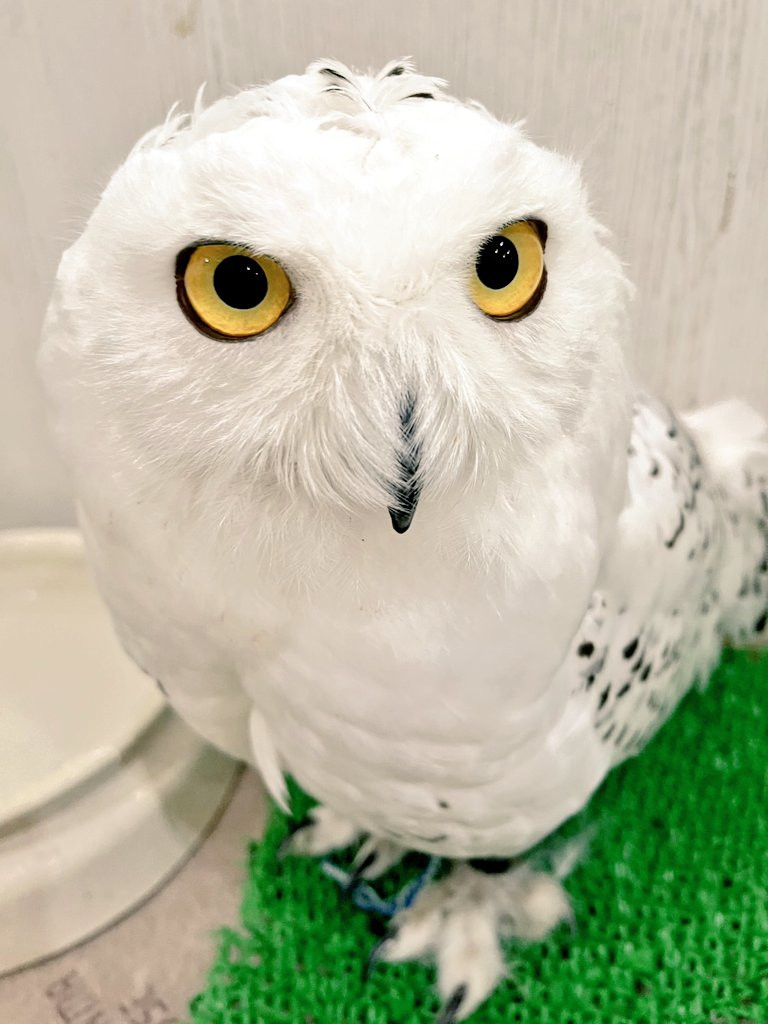 🎉【ふくろうの集うカフェQuillは10周年を迎えます】🦉✨