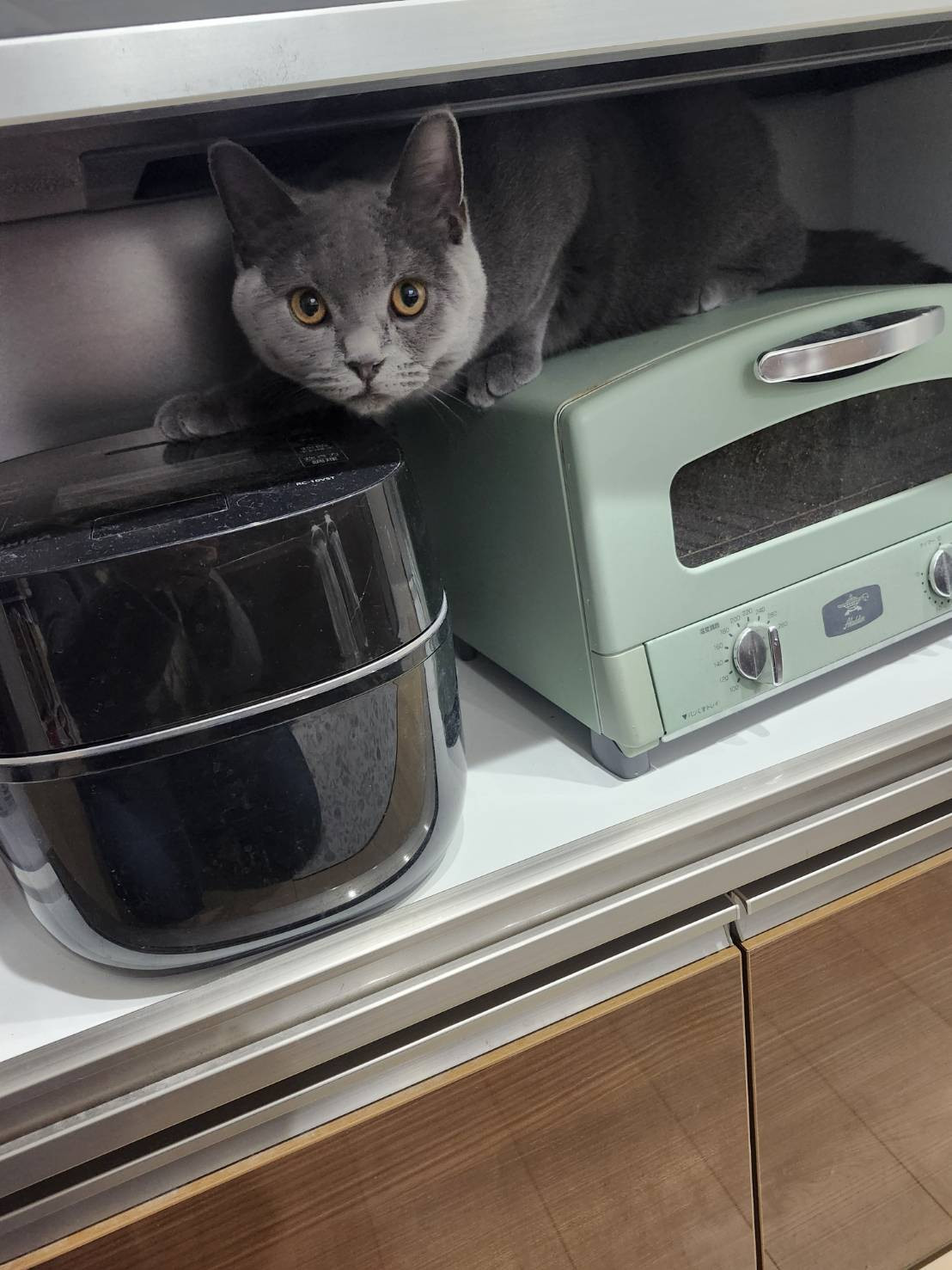 新入猫社員（時々、行方不明になります）
