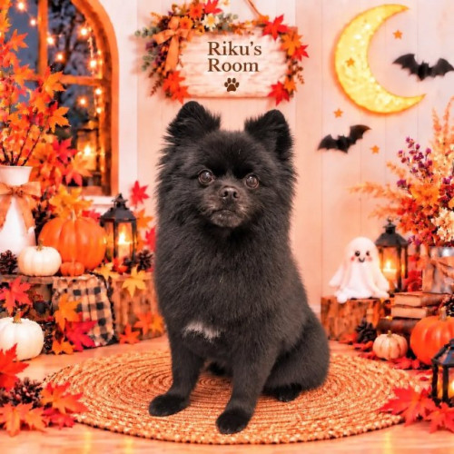 🐾🎃 リクくん 🎃🐾