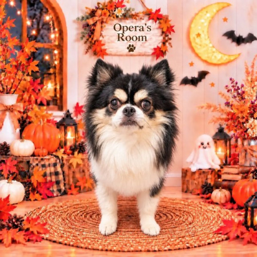 🐾🎃 オペラくん 🎃🐾