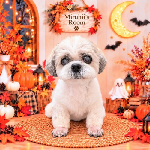 🎃🐾 ミルヒィーくん 🐾🎃