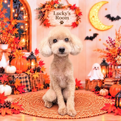🎃🐾 ラッキーくん 🐾🎃