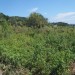 P1010006.JPG